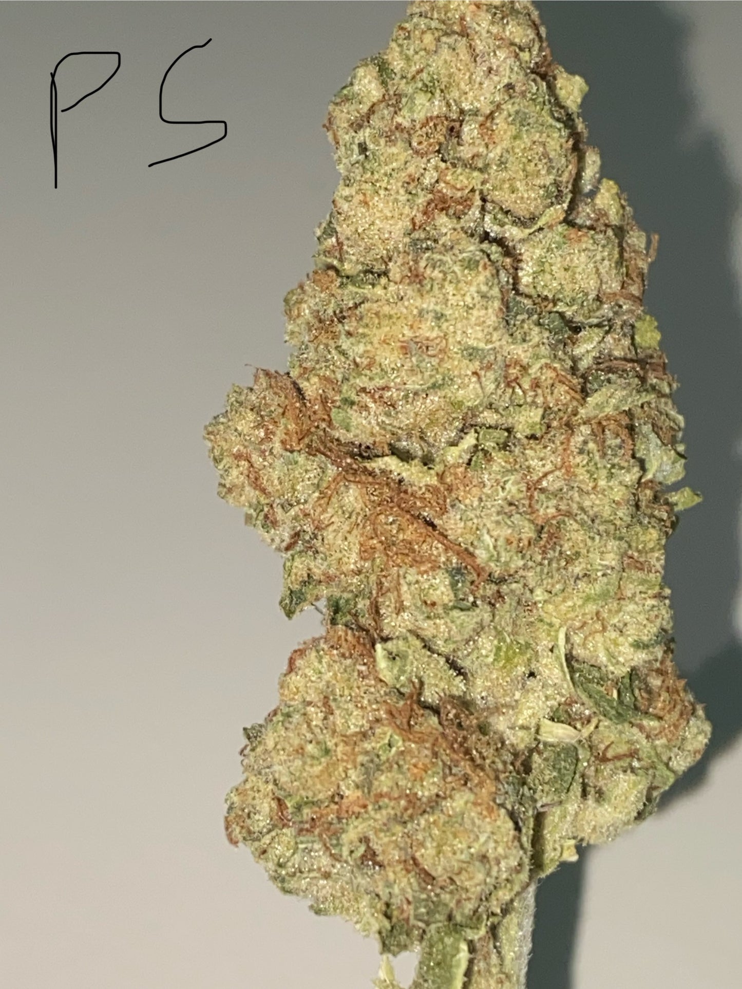 Indoor Low